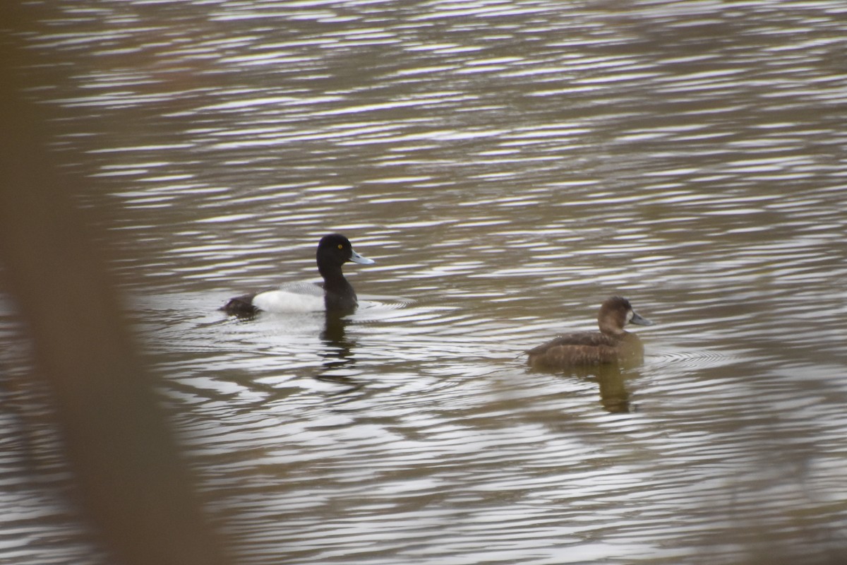 Greater/Lesser Scaup - ML618561786