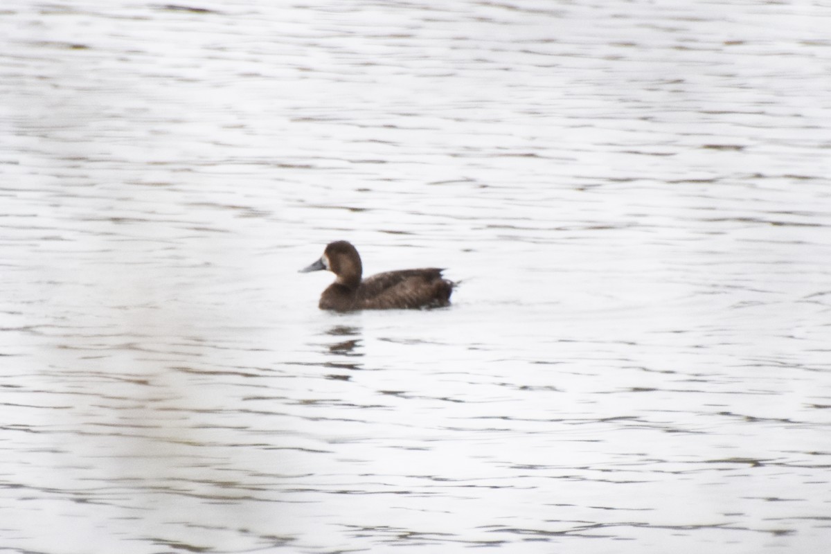 Greater/Lesser Scaup - ML618561809