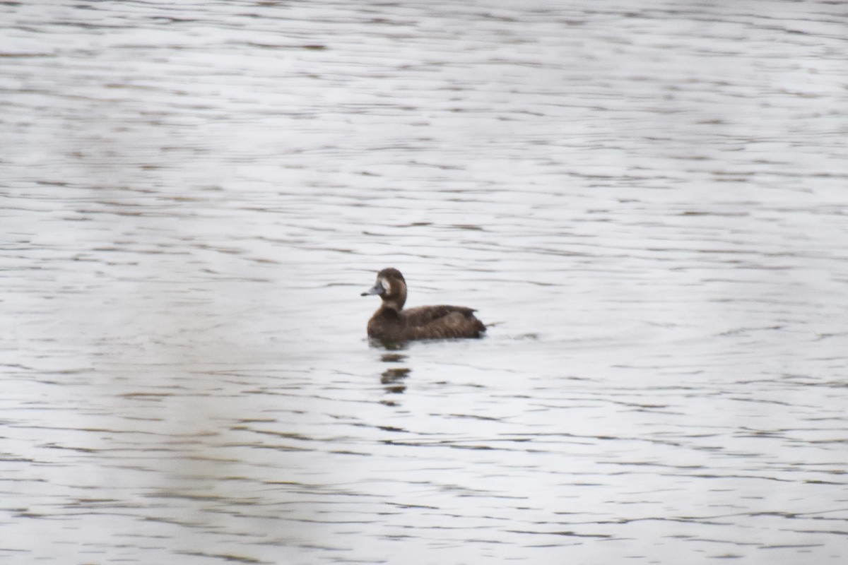 Greater/Lesser Scaup - ML618561810
