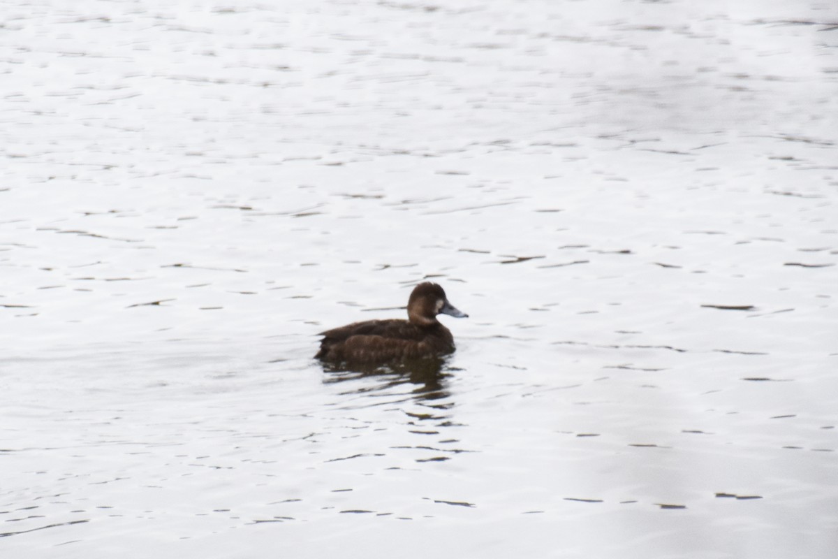 Greater/Lesser Scaup - ML618561811