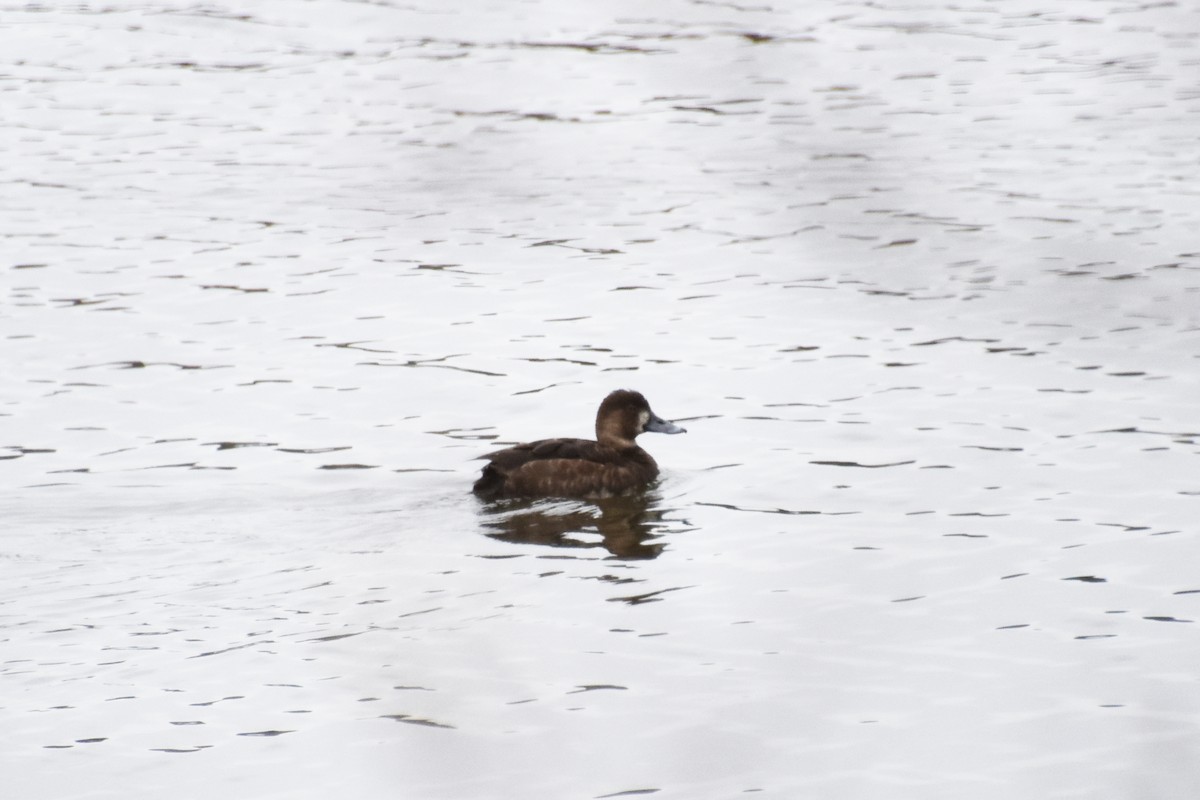 Greater/Lesser Scaup - ML618561813