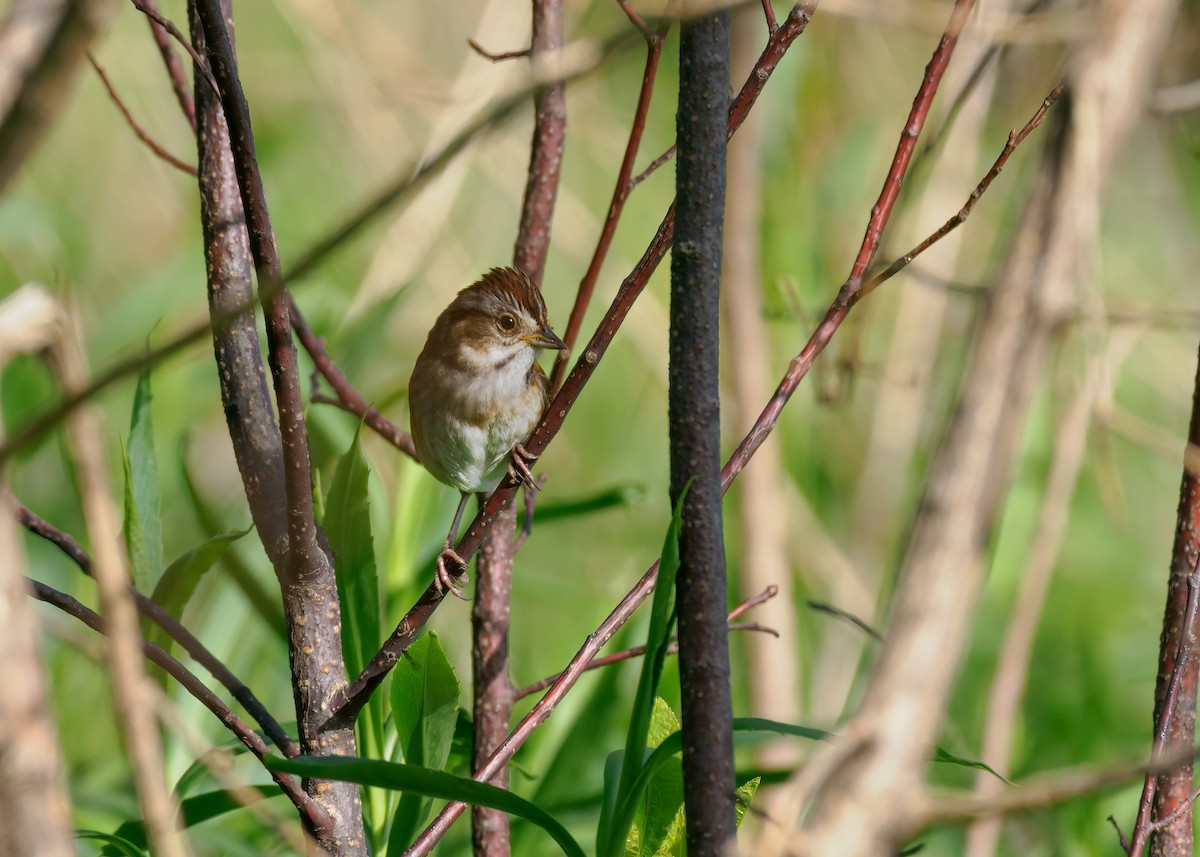 Swamp Sparrow - ML618561859