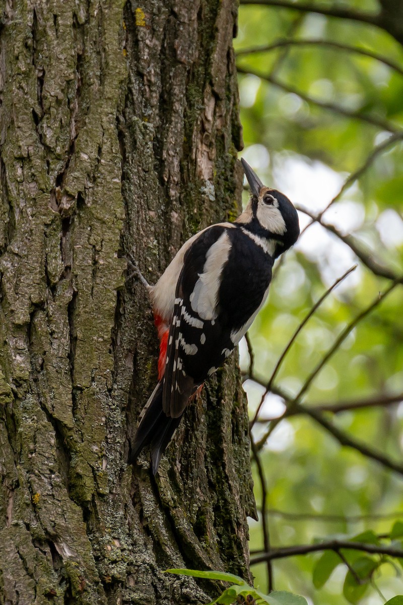 Great Spotted Woodpecker - ML618561897