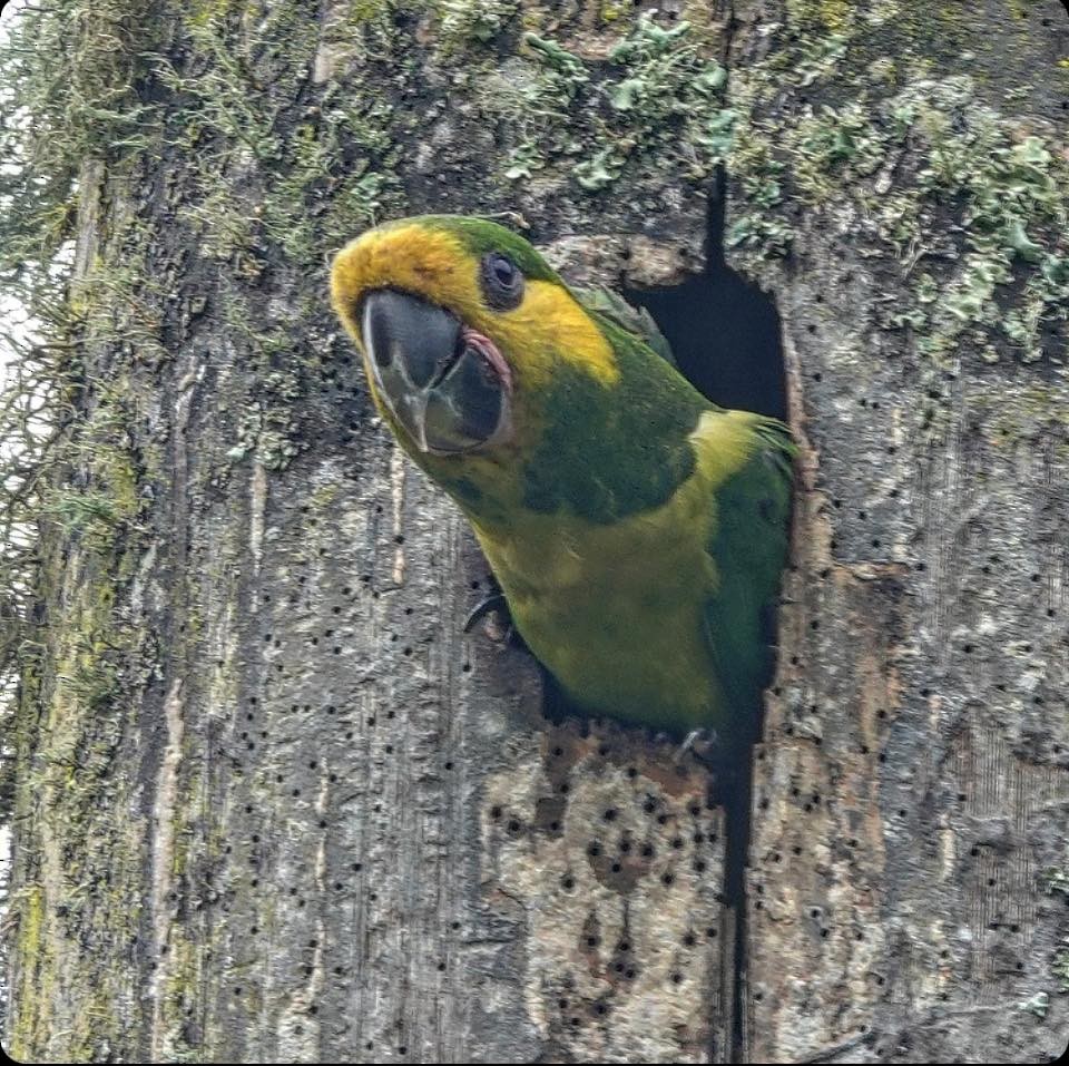 Yellow-eared Parrot - ML618561980