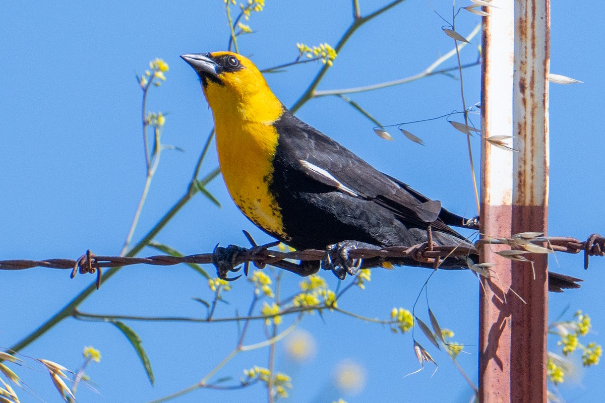 Yellow-headed Blackbird - Karen Kreiger