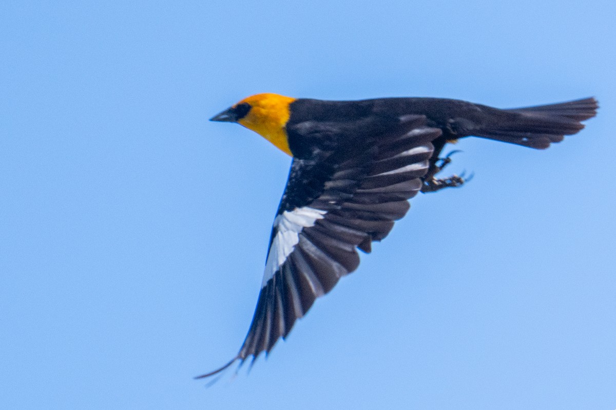 Yellow-headed Blackbird - ML618562011