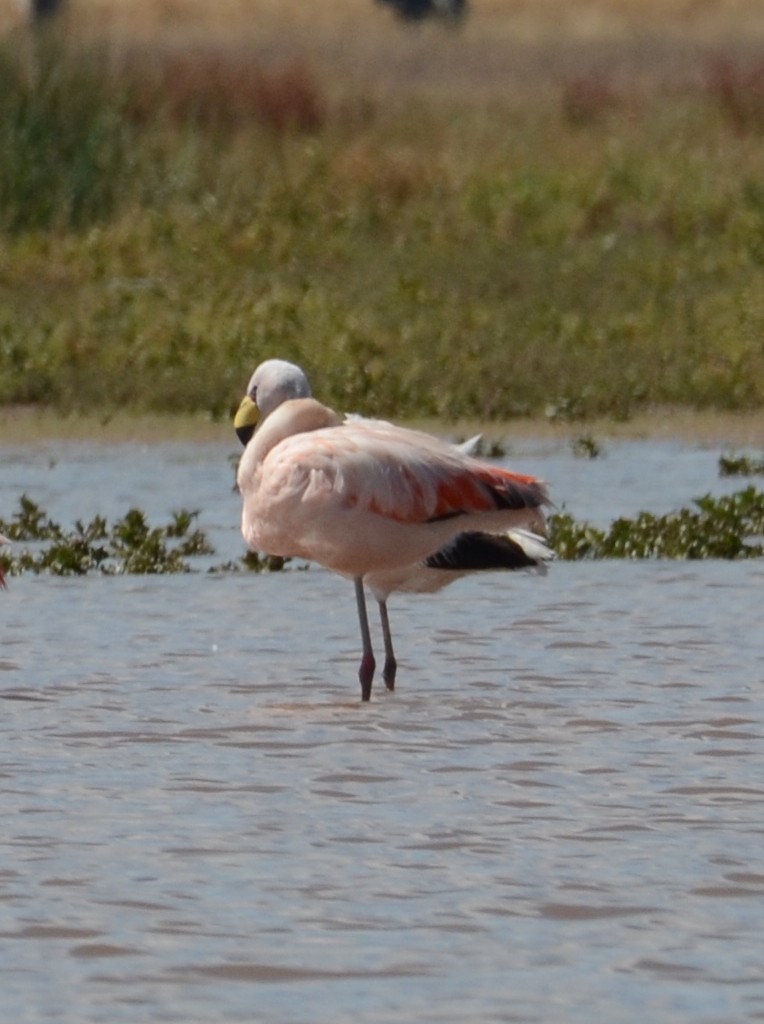 James's Flamingo - ML618562013