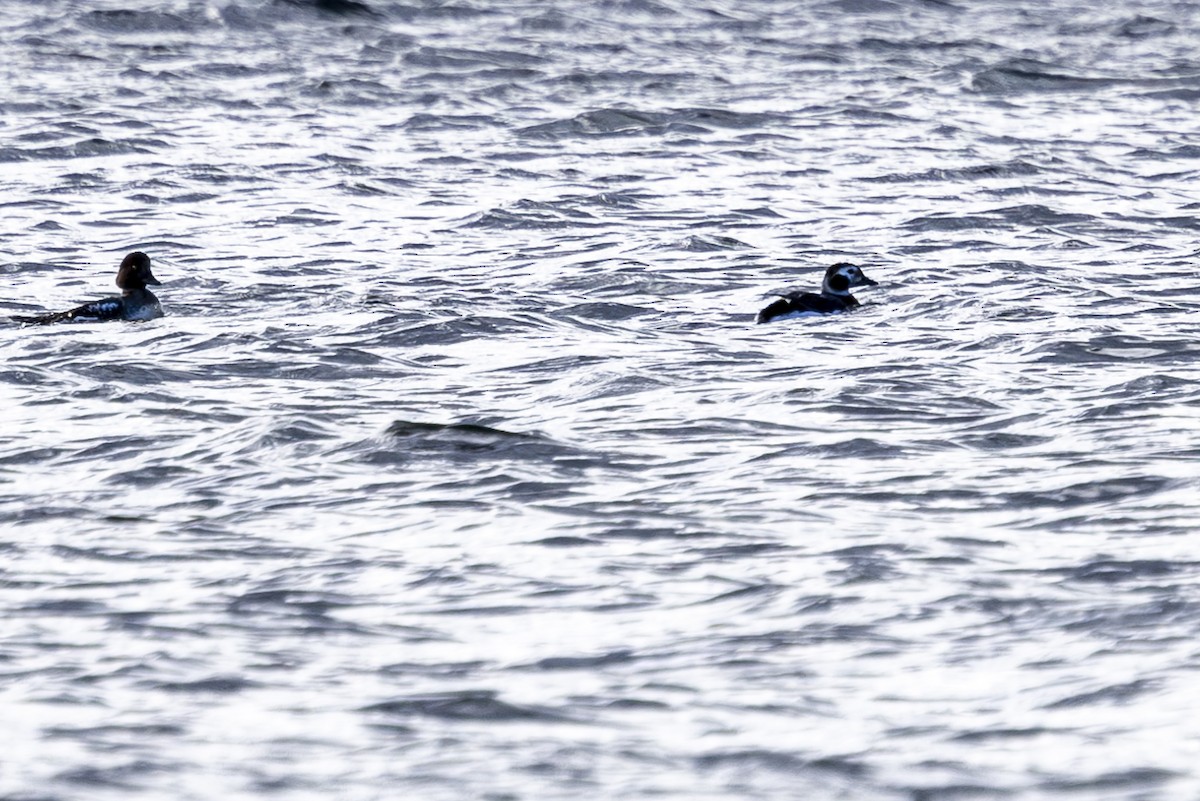 Long-tailed Duck - ML618562014