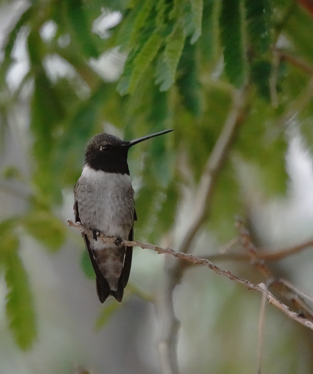 Black-chinned Hummingbird - ML618562017