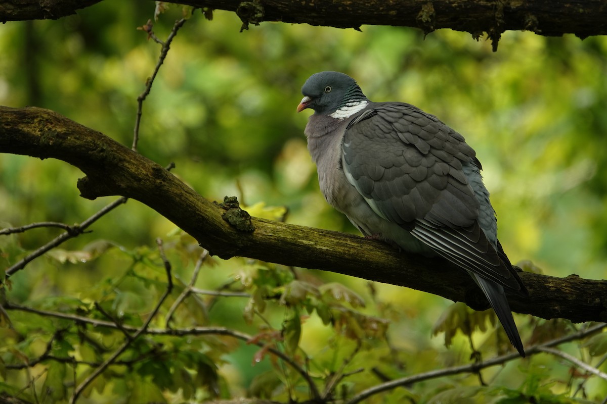 Common Wood-Pigeon - ML618562040