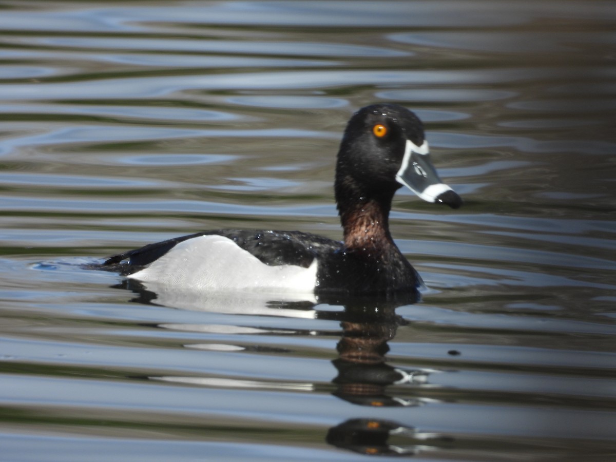 Ring-necked Duck - ML618562044