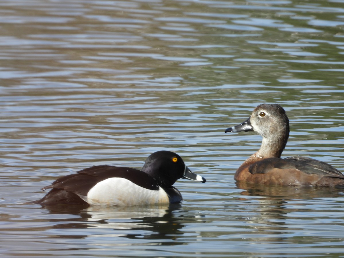 Ring-necked Duck - ML618562048
