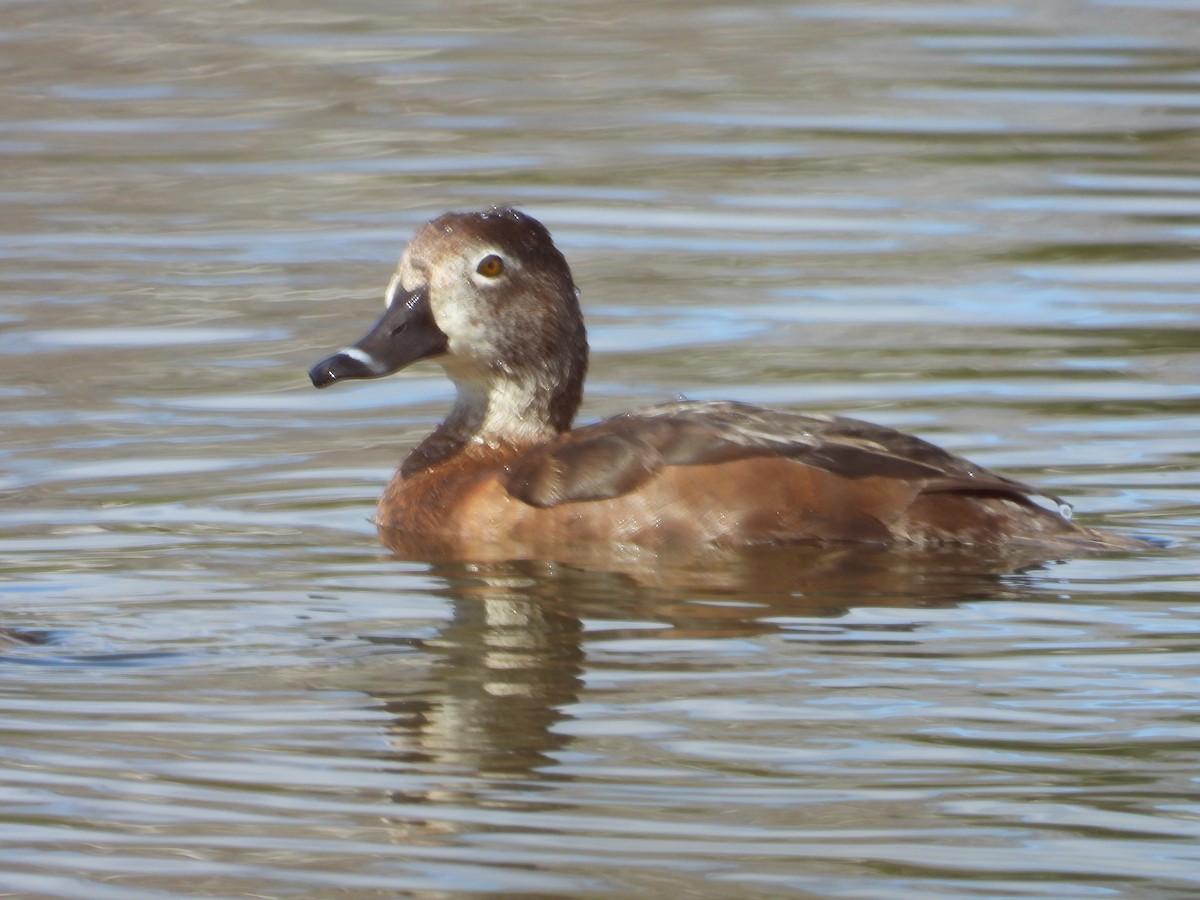 Ring-necked Duck - Denis Provencher COHL