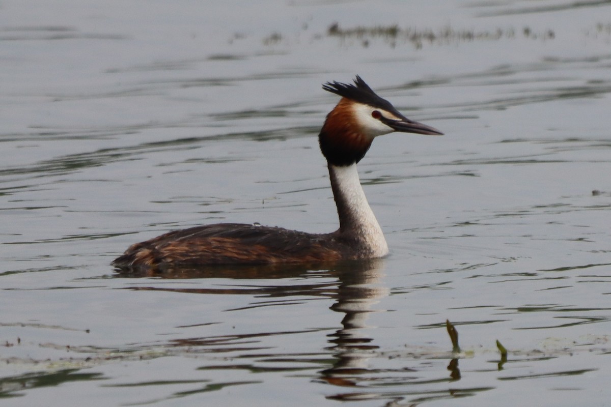 Great Crested Grebe - ML618562093