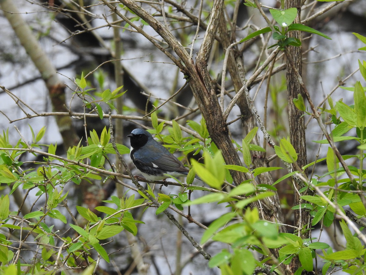Black-throated Blue Warbler - ML618562094