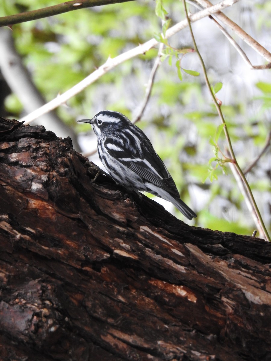 Black-and-white Warbler - ML618562109