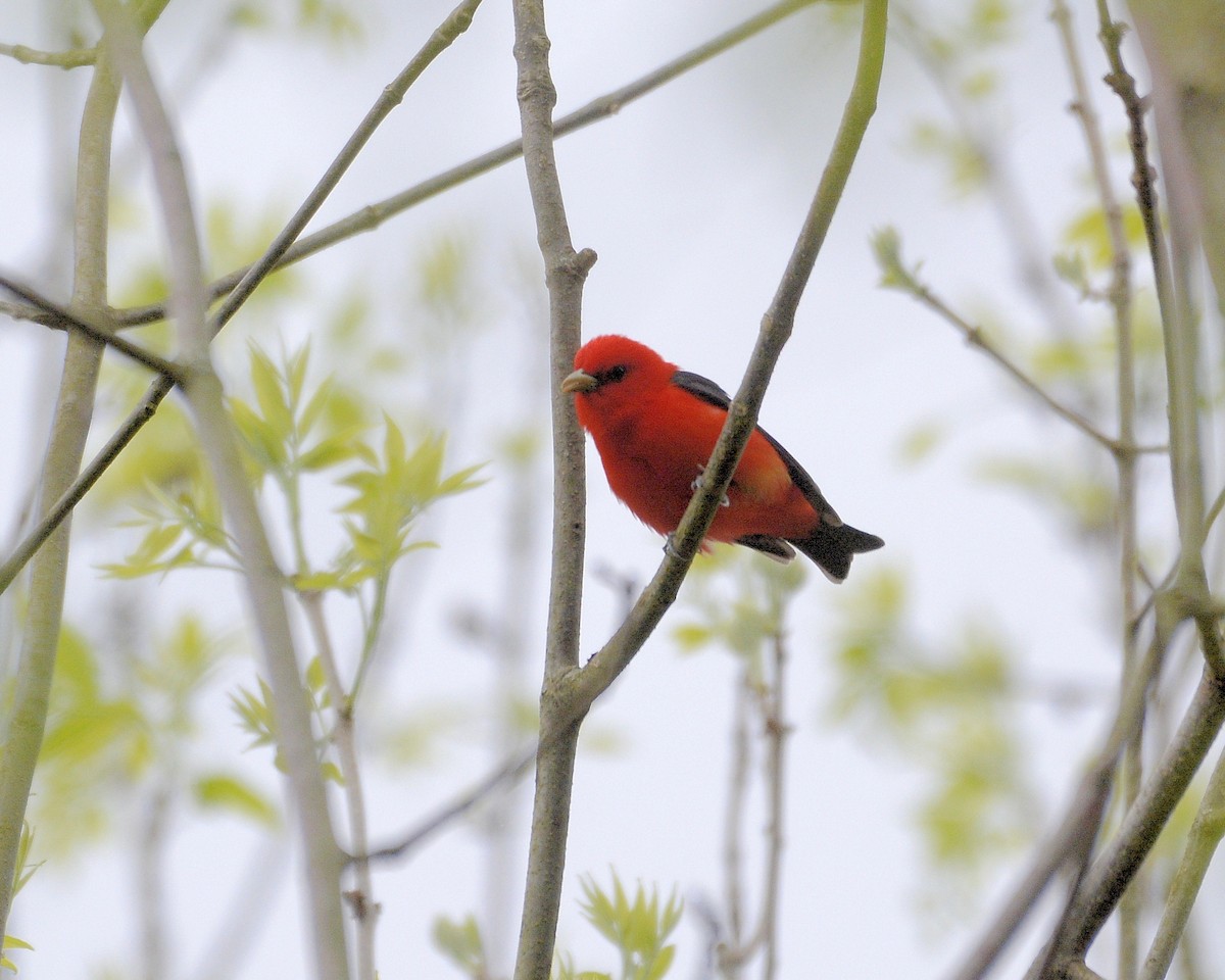 Scarlet Tanager - ML618562142