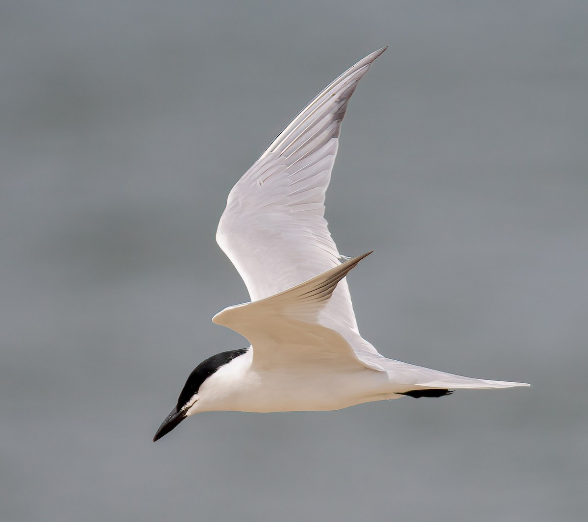 Gull-billed Tern - ML618562174