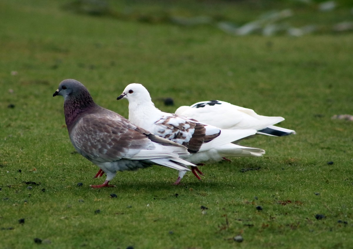 Rock Pigeon (Feral Pigeon) - ML618562178