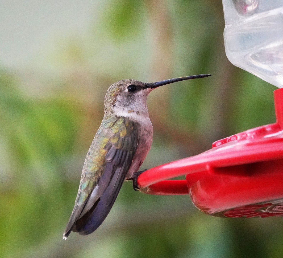 Black-chinned Hummingbird - Cheryl Carlile