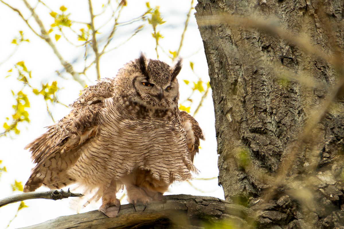 Great Horned Owl - ML618562222