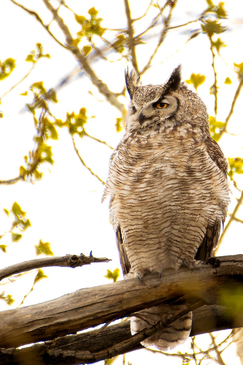 Great Horned Owl - ML618562223