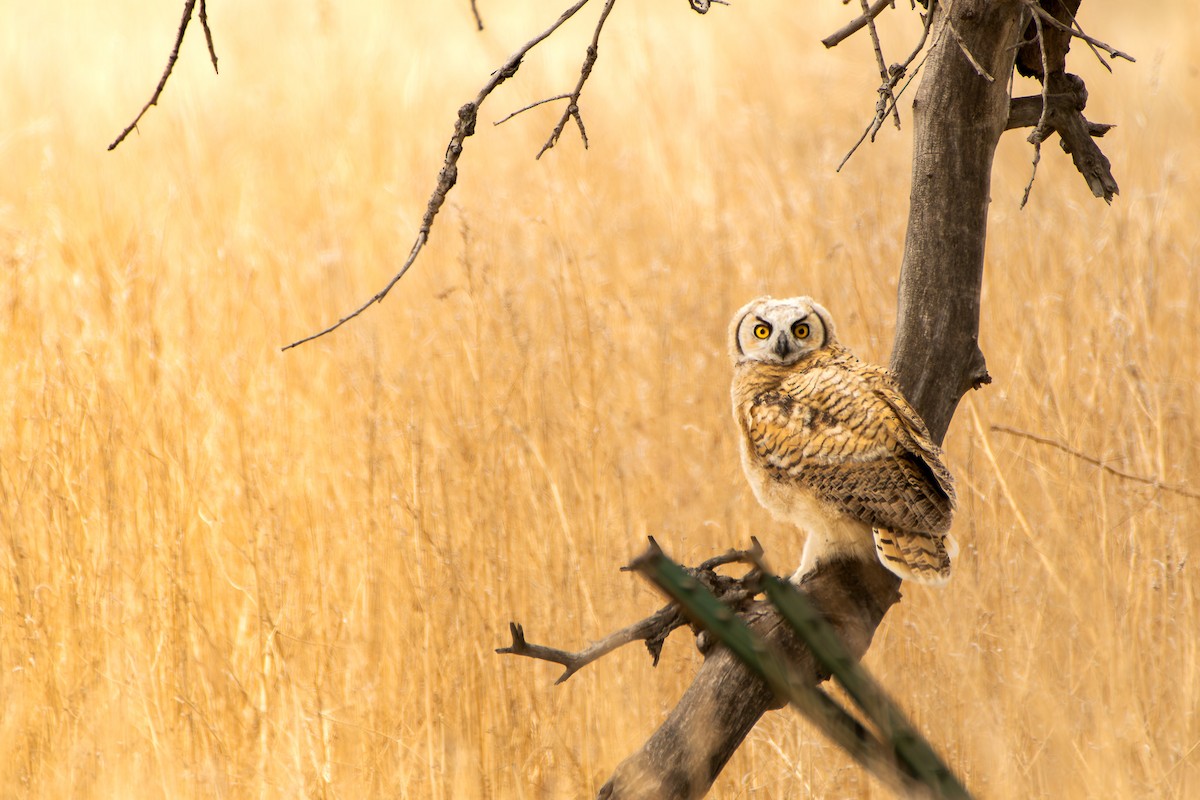 Great Horned Owl - ML618562224