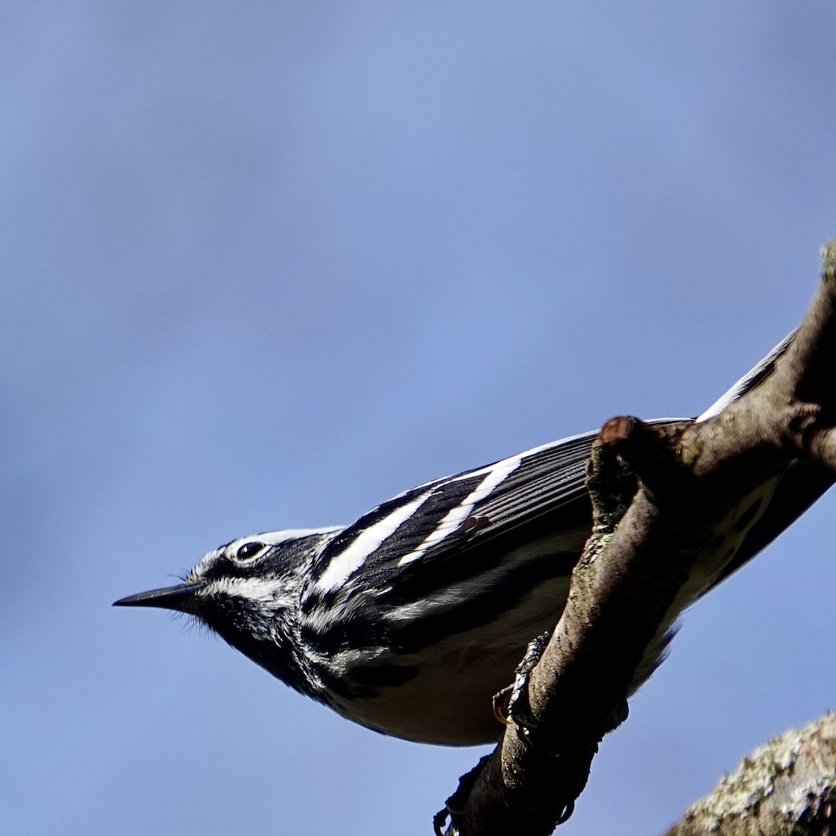 Black-and-white Warbler - ML618562237