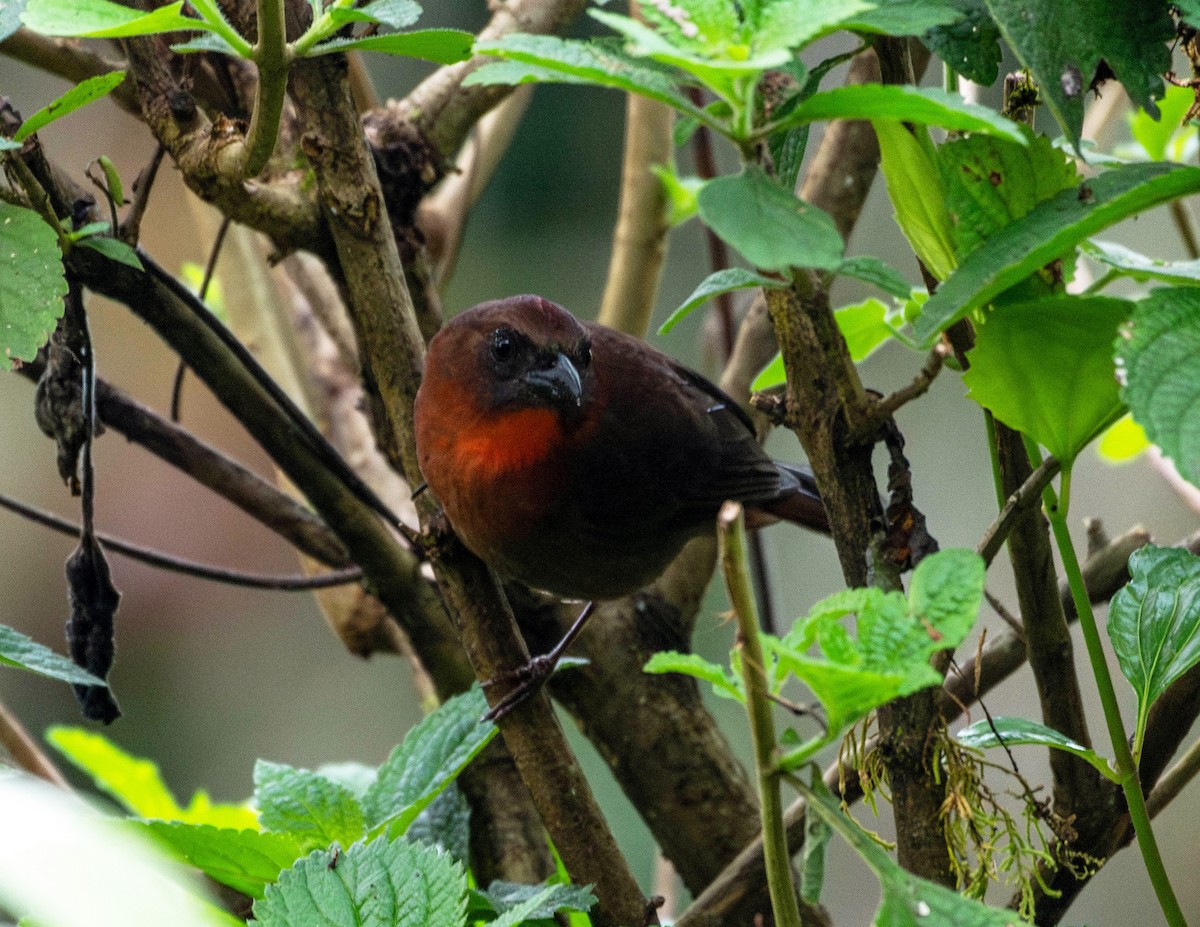 Red-throated Ant-Tanager - ML618562284