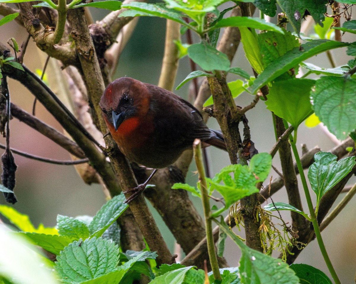 Red-throated Ant-Tanager - ML618562285