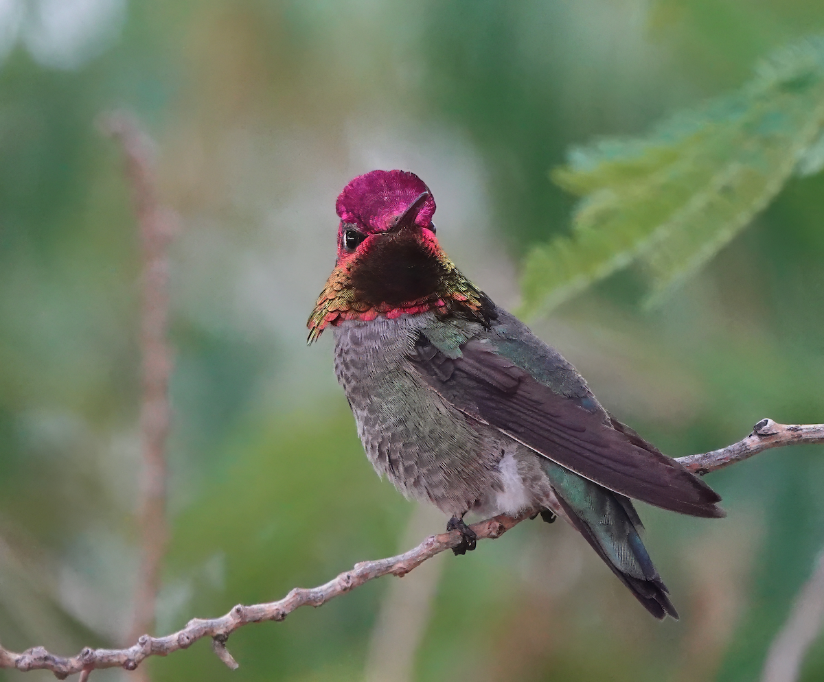 Anna's Hummingbird - ML618562303