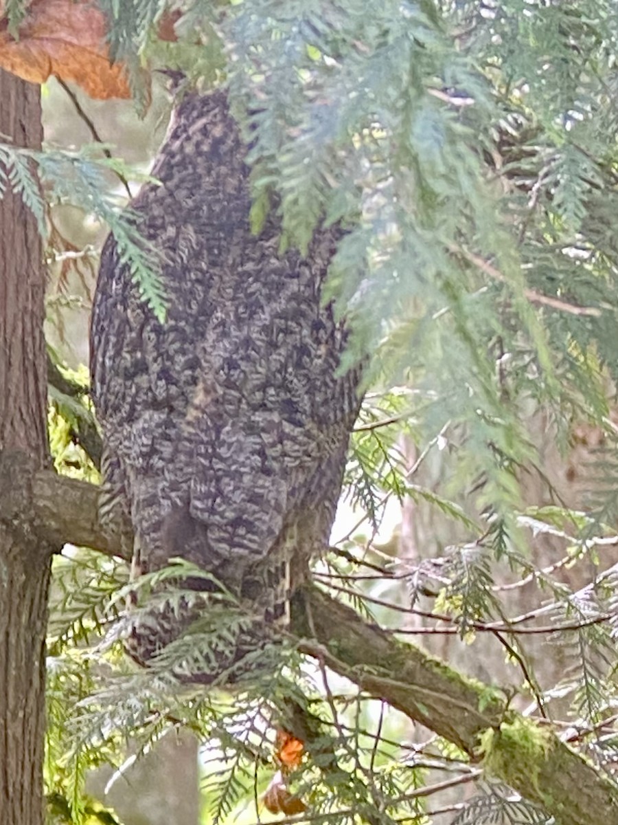 Great Horned Owl - ML618562322