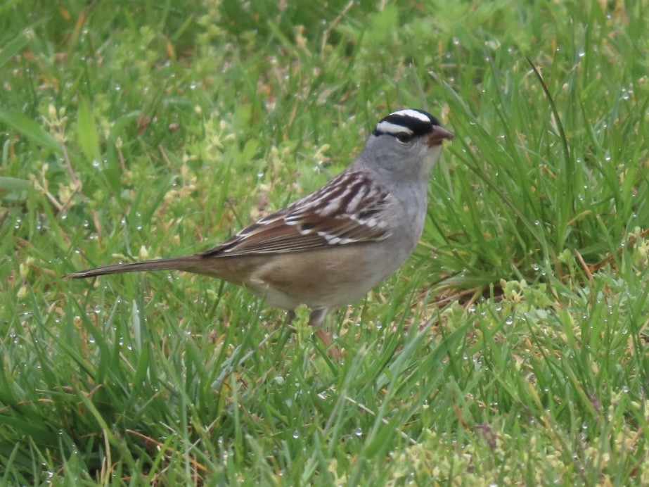 White-crowned Sparrow - ML618562336
