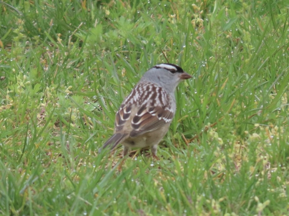 White-crowned Sparrow - Enrico Leonardi