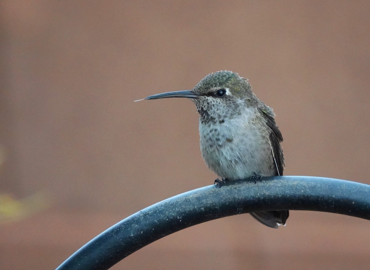 Anna's Hummingbird - Cheryl Carlile
