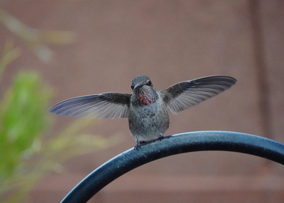 Anna's Hummingbird - ML618562349