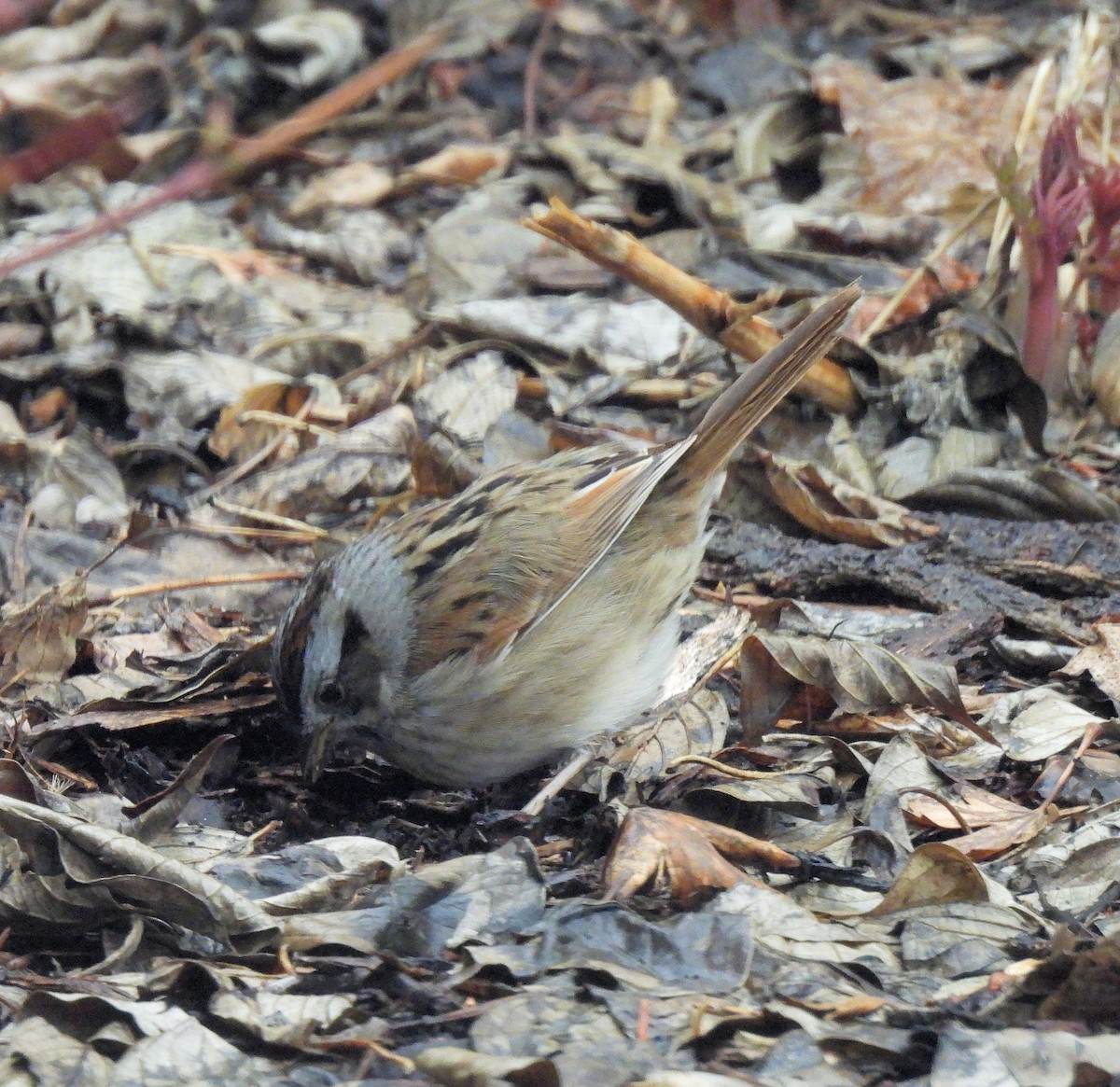 Swamp Sparrow - ML618562360