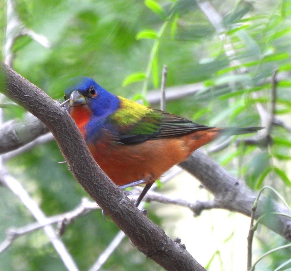 Painted Bunting - ML618562363