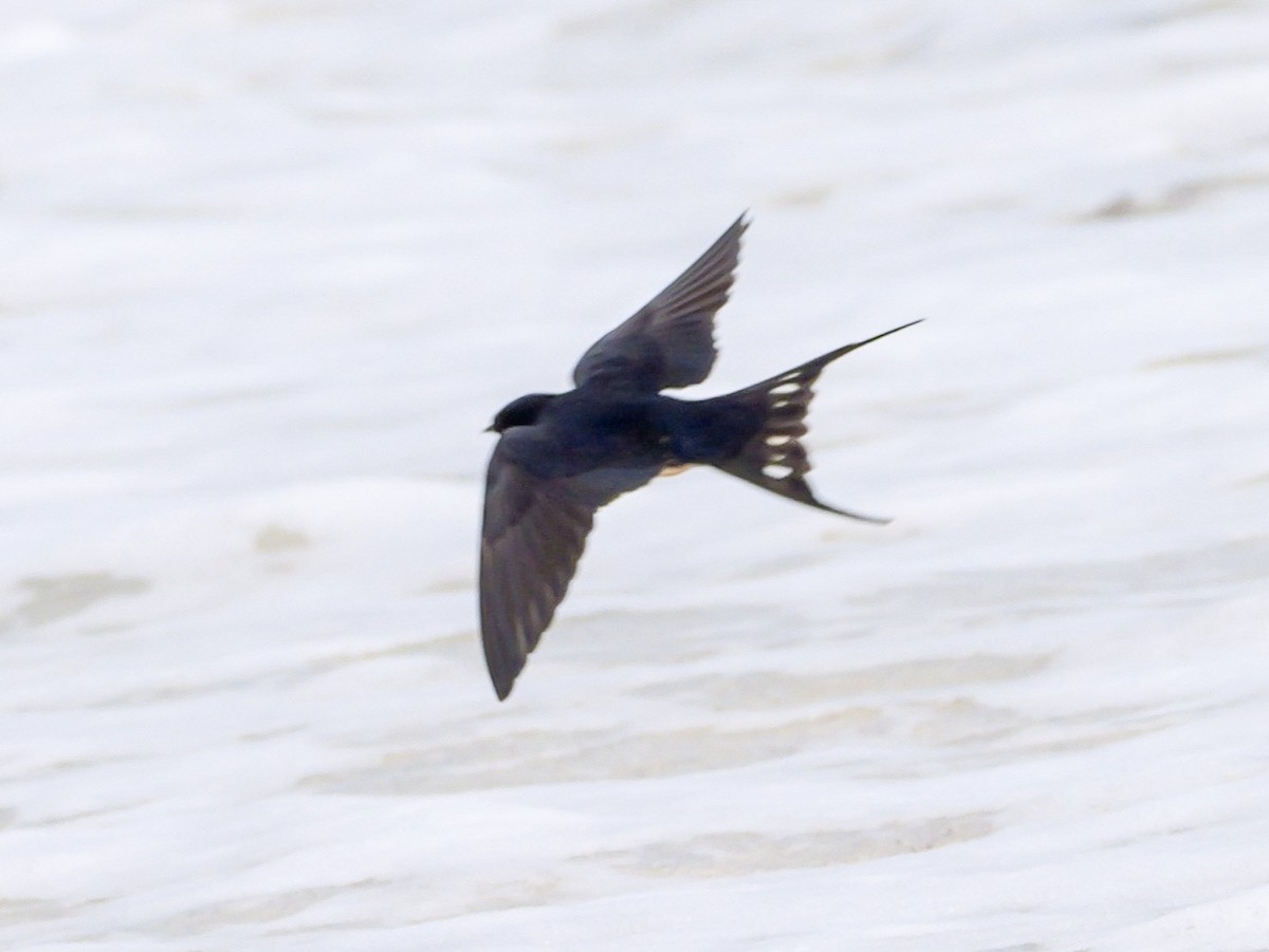 Barn Swallow (American) - ML618562378
