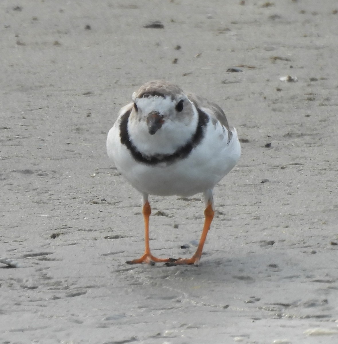 Piping Plover - ML618562382