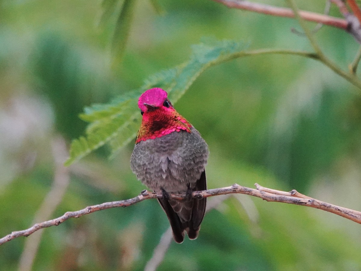 Anna's Hummingbird - ML618562403