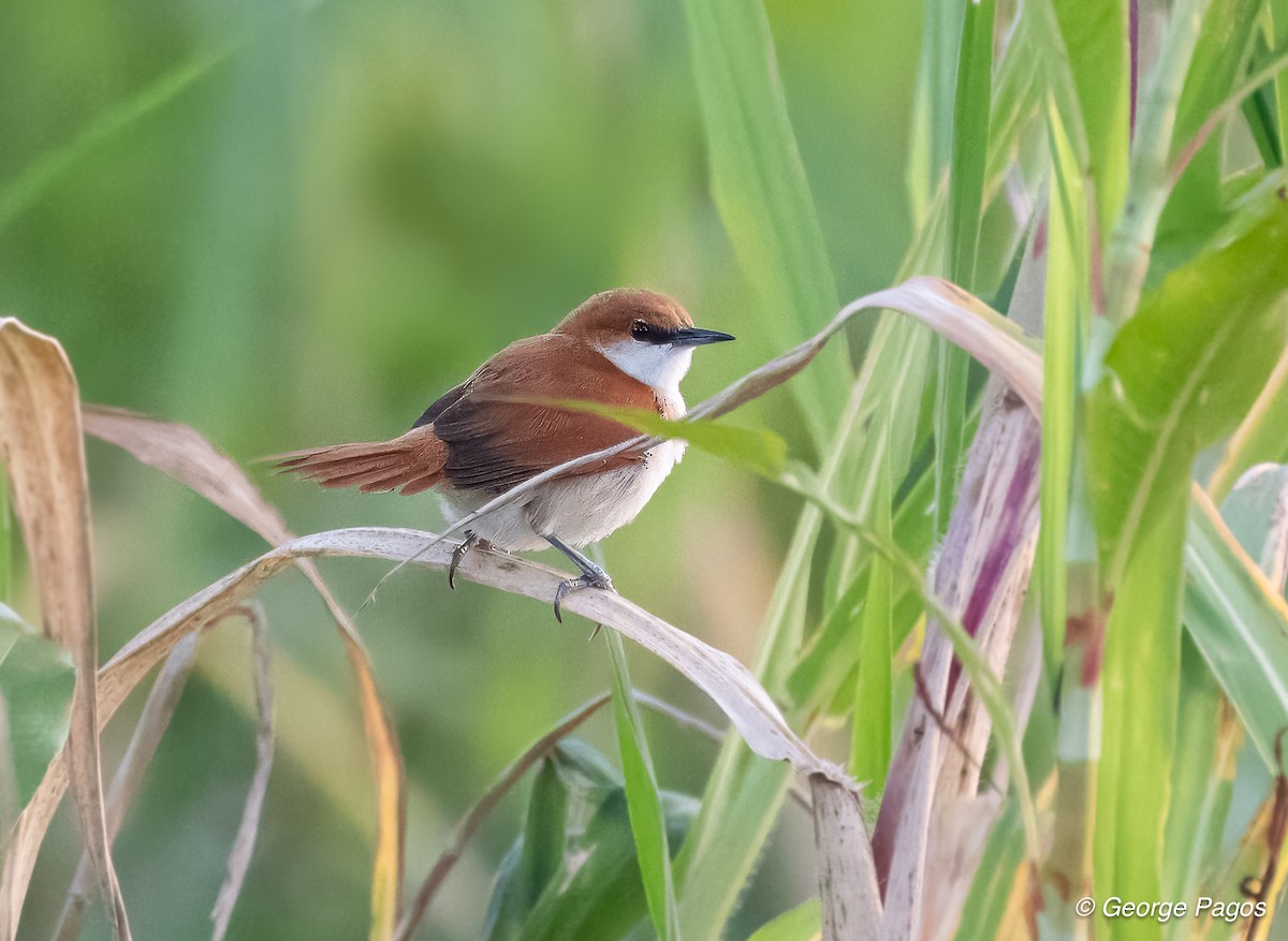 Red-and-white Spinetail - ML618562406
