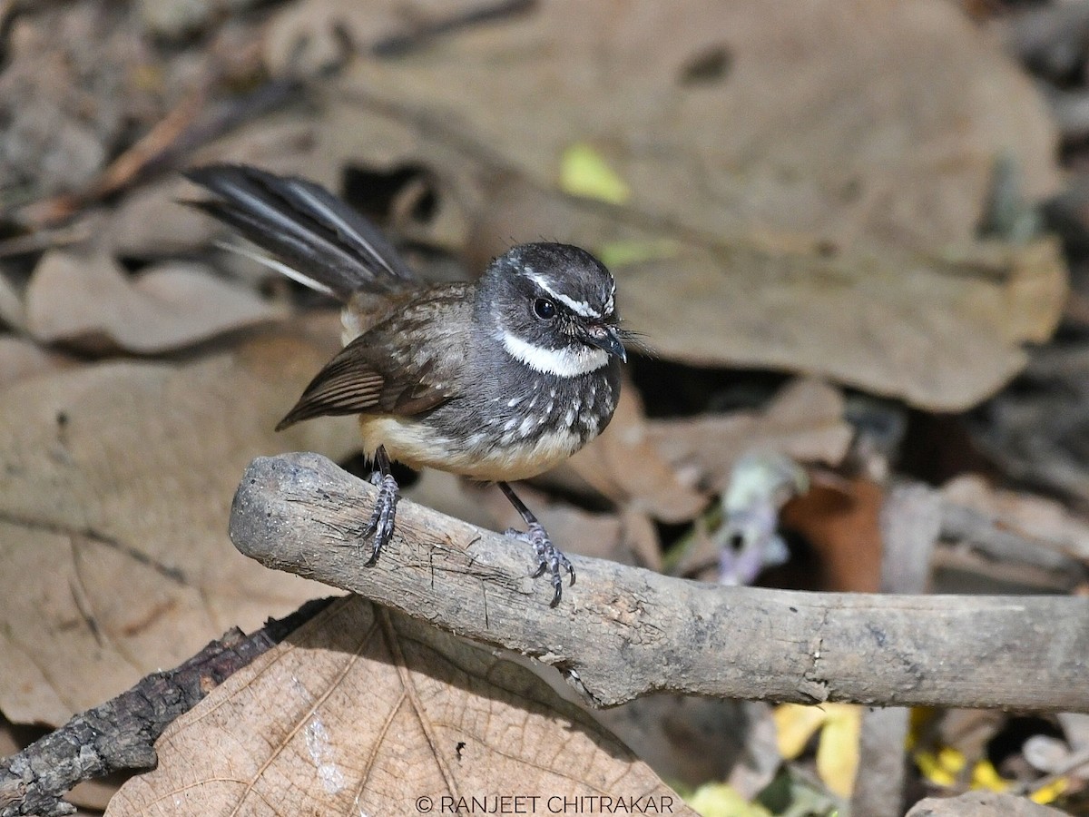 Spot-breasted Fantail - ML618562411