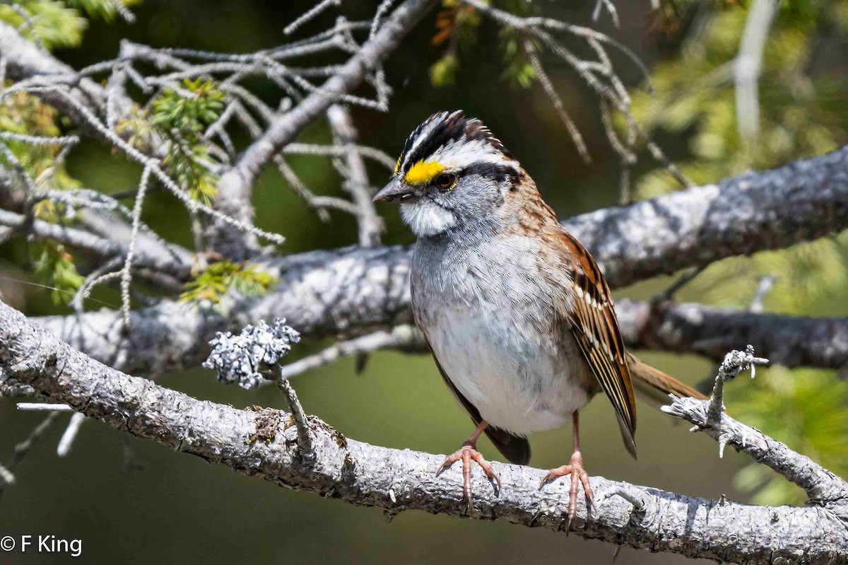 White-throated Sparrow - ML618562415