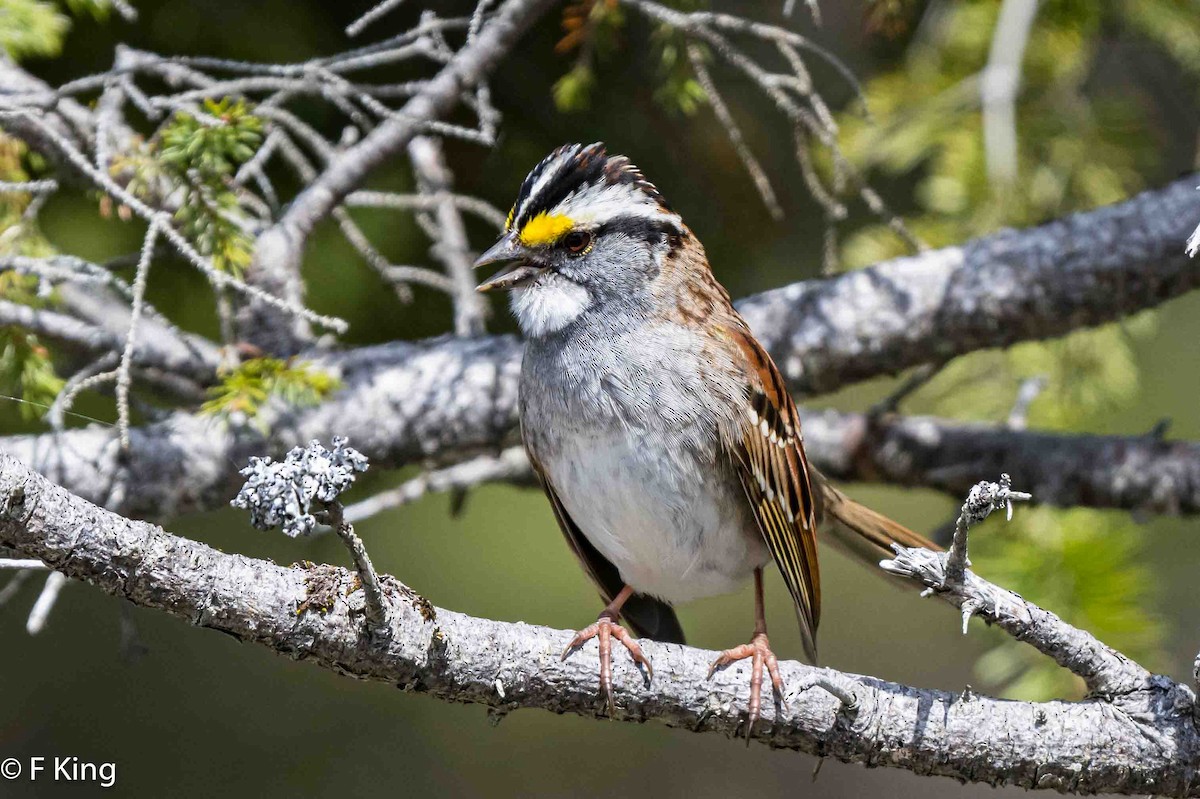 White-throated Sparrow - ML618562416