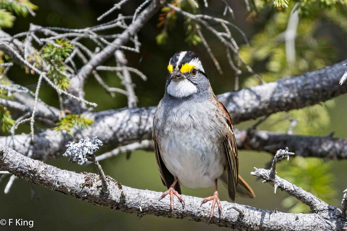 White-throated Sparrow - ML618562417
