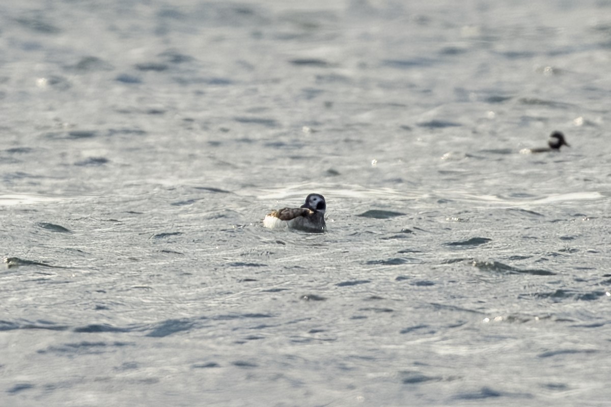 Long-tailed Duck - ML618562454