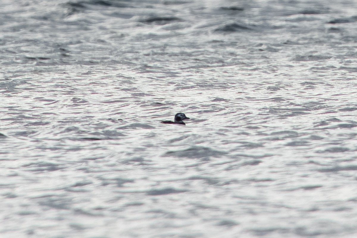Long-tailed Duck - ML618562455