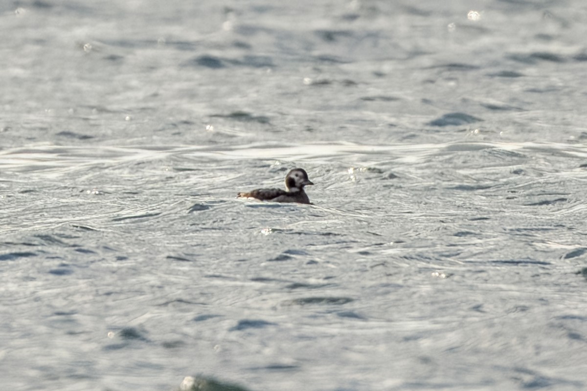 Long-tailed Duck - ML618562456