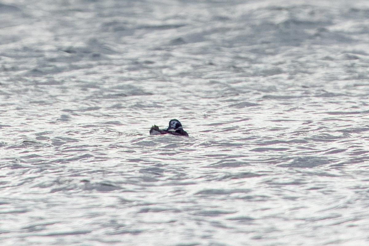 Long-tailed Duck - ML618562457